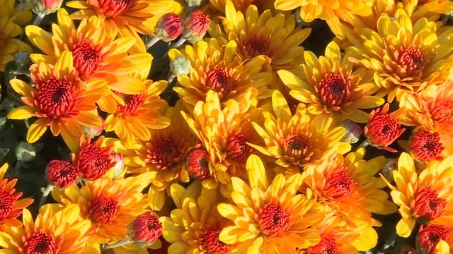 Хризантемы мультифлоры , снова на ТВ смотреть онлайн