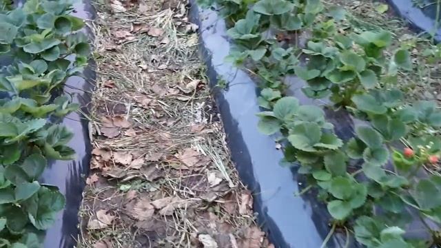 Клубника Сан Андреас и Монтерей. смотреть онлайн