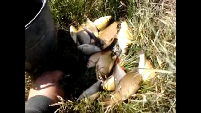 УЛОВ Карась р. Трубиж смотреть онлайн