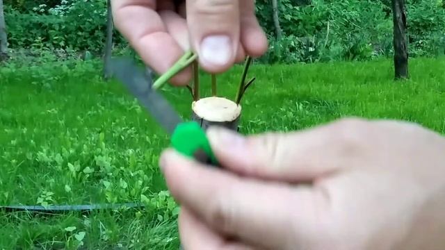 Прививка черешни на вишню. Sweet cherry grafting to cherry. смотреть онлайн