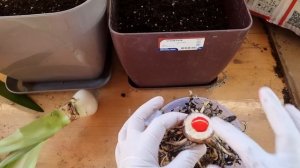 Пересадка гиппеаструма red pearl - удаление отросшего копыта