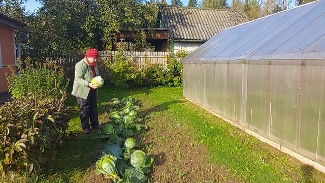 522. КАПУСТА= УБИРАЕМ НА ХРАНЕНИЕ смотреть онлайн