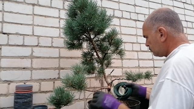 Bonsai Бонсай Сосна обыкновенная | Убираем ветки | Используем специальный инструмент для бонсай смотреть онлайн