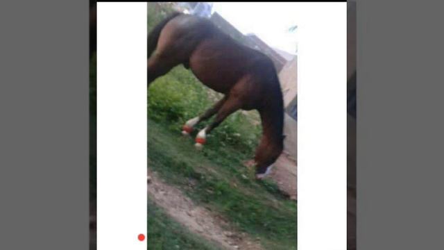 Prestes rocha смотреть онлайн