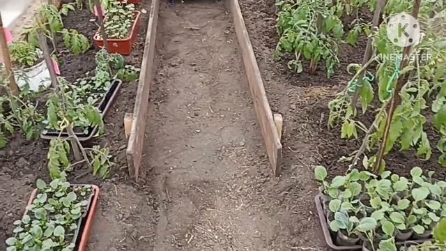 ?Тепличный Vlog. Дальнейший уход за томатами. смотреть онлайн