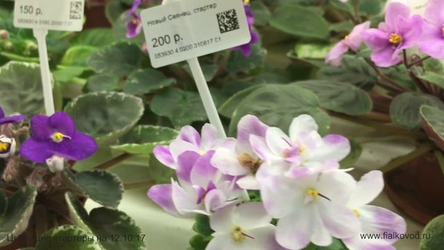 Фиалки продающиеся 12.10.17 в магазине Фиалковод у м. Отрадное