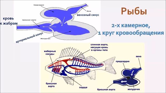 Кровеносная система. Эволюция. смотреть онлайн