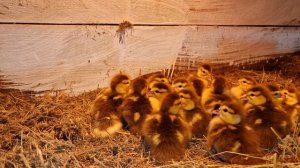 первый вывод индоутят! продолжаем сидеть дальше! как получить много утят если уток мало?