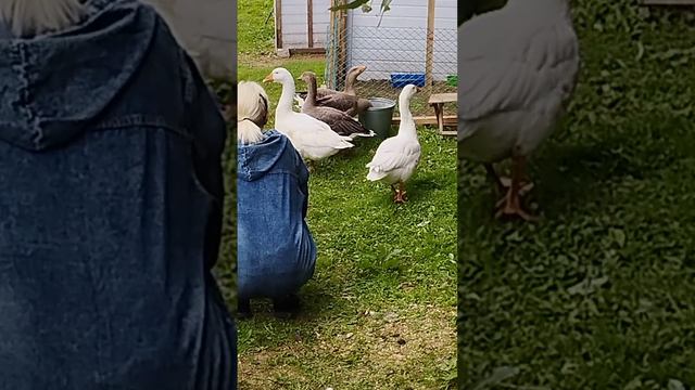 Гусь хромает, решили лечить.