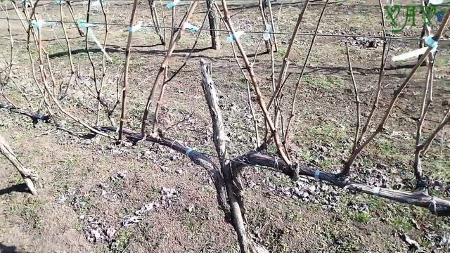 Обрезка взрослого куста винограда сорта Молдова смотреть онлайн