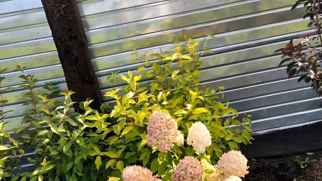 В гостях у гуру садоводства Тани Полозенко. Часть 1. смотреть онлайн