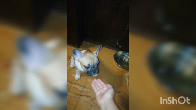 Исполнение команды "Сидеть!", "Стоять!" на 3-й день занятий. смотреть онлайн