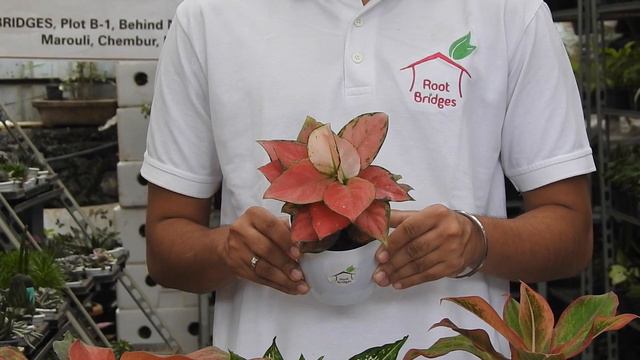 5 Indoor Plants ANYONE Can Grow смотреть онлайн