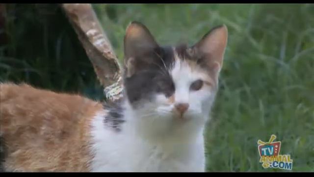 Tv animal.com pgm30 1.avi смотреть онлайн