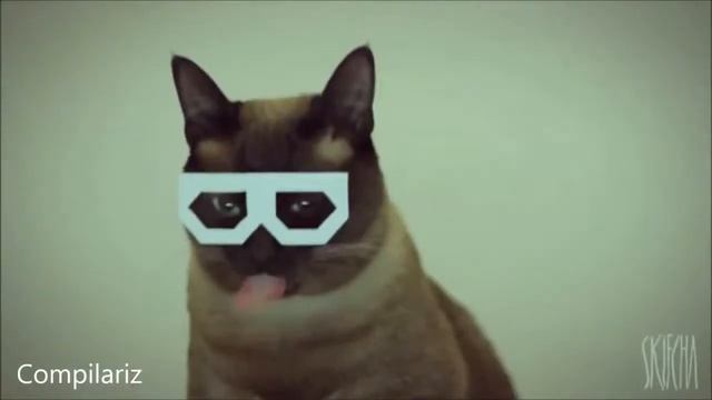 Самые смешные коты. Приколы с котами. Funny cats. 2015о смотреть онлайн