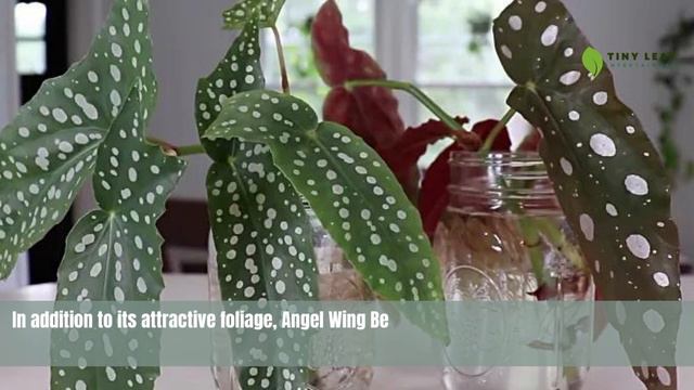 Angel Wing Begonia | TinyLeaf