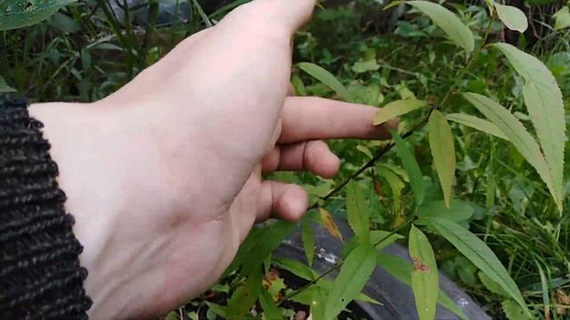 ЭТО ШОК!!! Зреют персики в средней полосе России смотреть онлайн