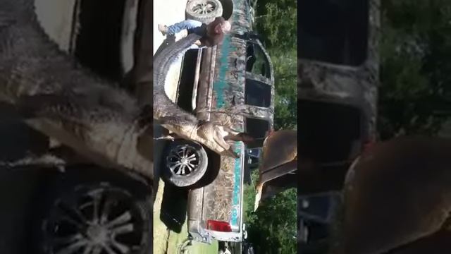 Louisiana Alligator hunting guide, GuidedVentures.com Swamp смотреть онлайн