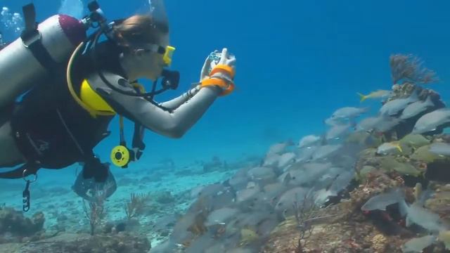 People Diver Diving Sea Ocean Water Swimming Footage Video