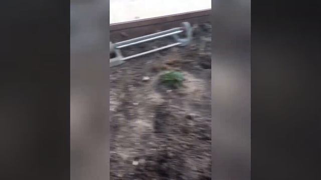 Размножение древовидного пиона семенами смотреть онлайн