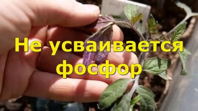 ПОГИБАЕТ РАССАДА? НЕ ПАНИКУЙ, подскажу как спасти смотреть онлайн
