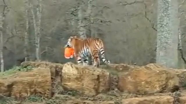 Детский дорожный чемоданчик TRUNKI смотреть онлайн