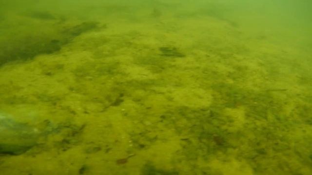 Проект пруда. Водолазное обследование дна озера Южное, город Черноголовка, Московская область. смотреть онлайн
