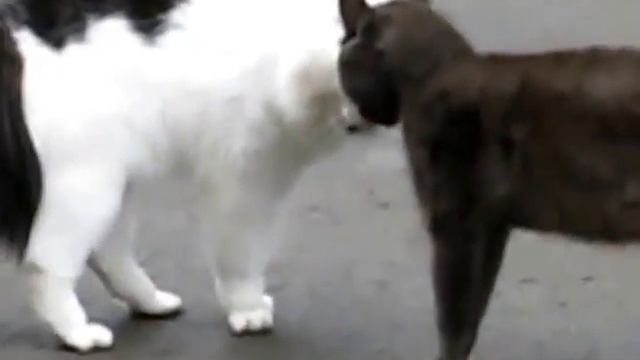 кошачий базар  коты снова делят территорию