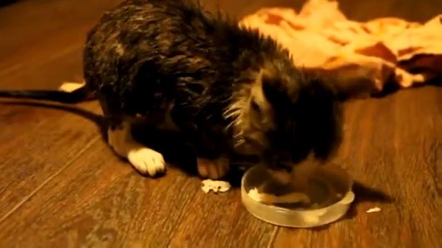 Кошка Катя из Омска. Увязалась за Алиной и зашла в дом как тут и жила смотреть онлайн