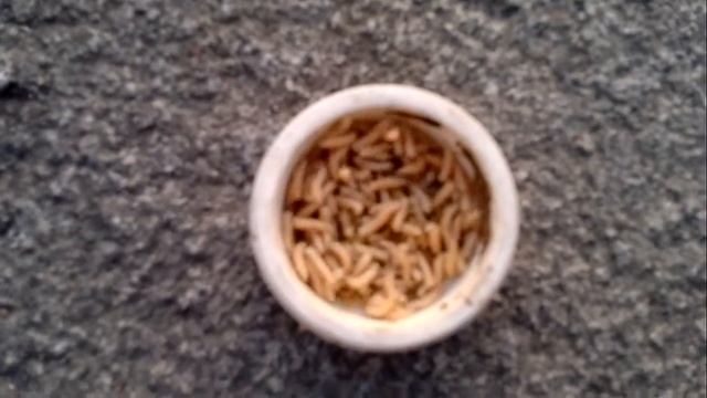 Опарыш)) смотреть онлайн