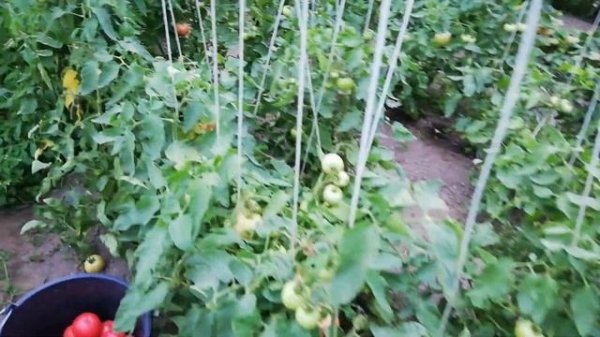 Детерминантный томат Вернер