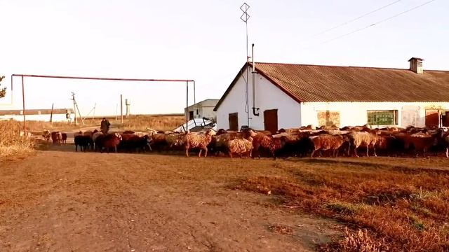 Обозлённый чабан. смотреть онлайн
