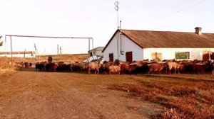 Обозлённый чабан.