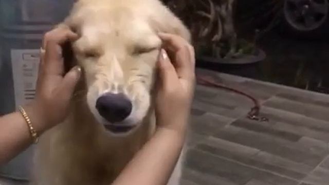 Золотистый ретривер корчит морду смотреть онлайн