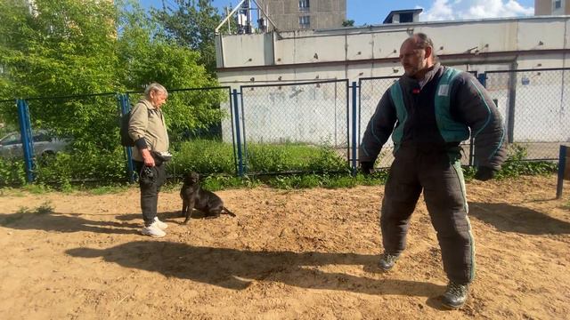 Проверка на костюм питбуль смотреть онлайн