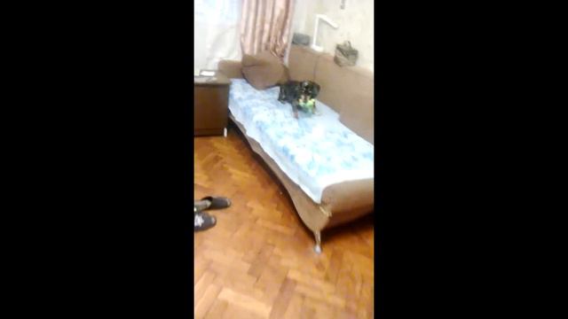 Смешная такса требует поиграть. Бетти сосиска любит играть. смотреть онлайн