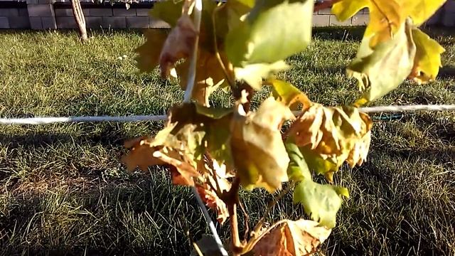 Заморозки на винограднике и не вызревшаяся лоза. смотреть онлайн