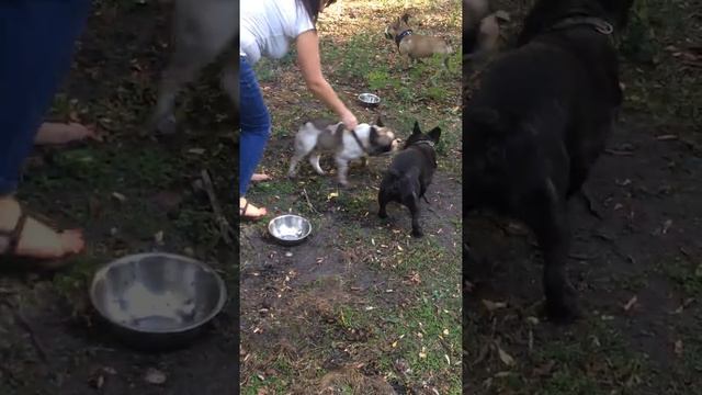 Встреча Французских Бульдогов! смотреть онлайн