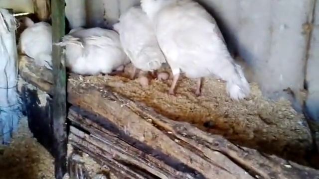 Индюшка снесла яйцо - аж парует.Обзор моего хозяйства. смотреть онлайн