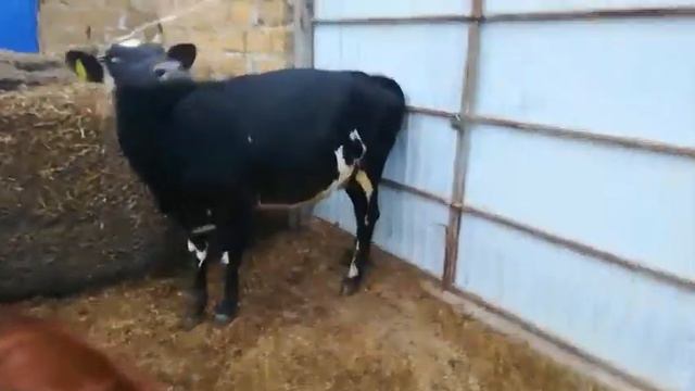 Коровы любят Хлеб)))))) смотреть онлайн