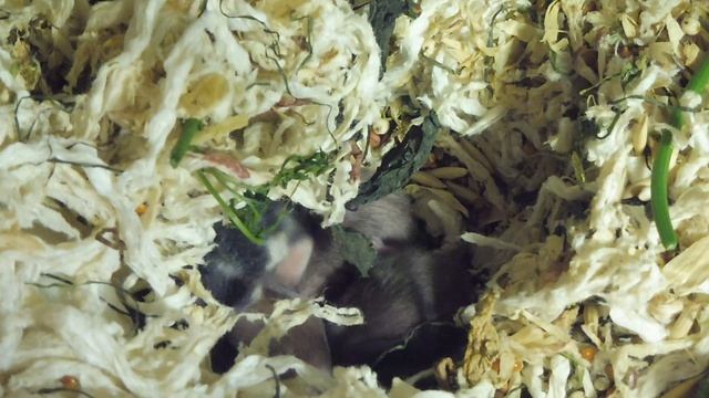 Сирийские #хомки возраст 6 дней и #кемпбелла 03.06.23 #продам_хомяка_куплю +7 921 595 08 48 смотреть онлайн