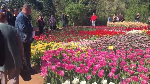 Крым Ялта. Парад Тюльпанов 2016 смотреть онлайн