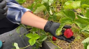 Обзор клубники - сорт Азия