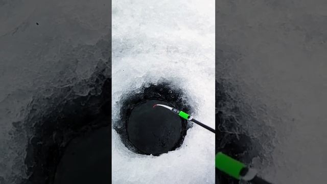 Кивок зимний Nautilus Тип R смотреть онлайн