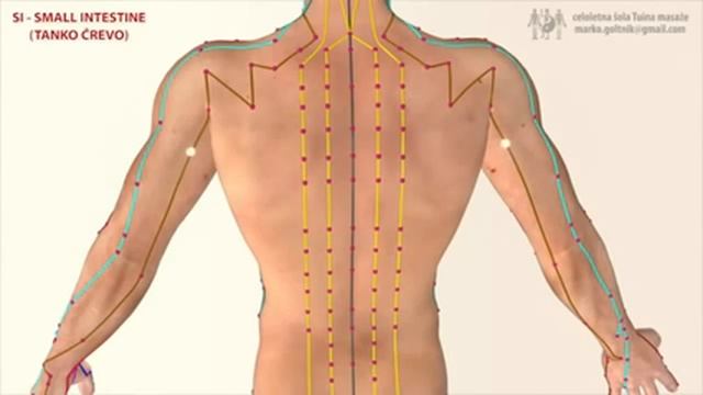 Меридиан тонкой кишки 小肠, большой ян 太阳. Китайская медицина