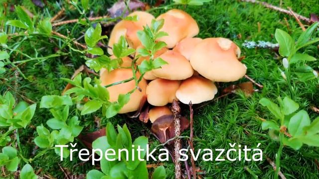 Jedlá houba opeňka měnlivá a její jedovaté dvojnice! Opeňka měnlivá záměna. смотреть онлайн
