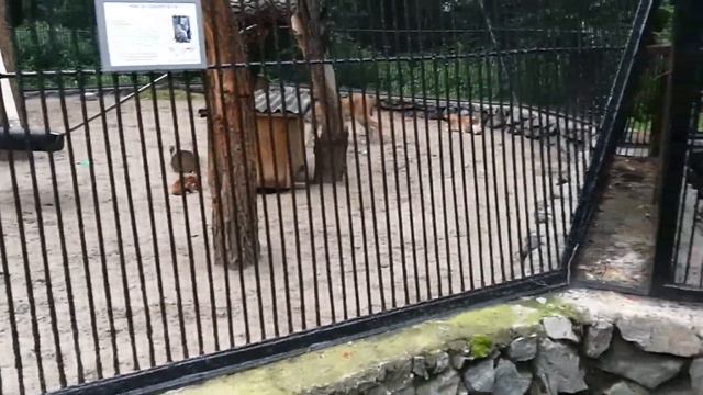 ВЛОГ #3: Поездка в Россию (Омск, Новокузнецк, Новосибирский зоопарк) 7/1/17 - 8/28/17