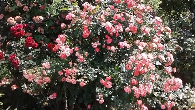 почвопокровные розы на опоре, подкормка во время цветения, питомник роз полины козловой rozarium.bi смотреть онлайн