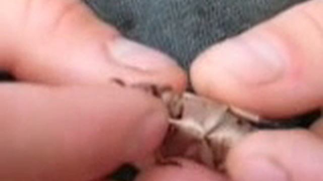 Escarabajo de Oro - Gold Metallic Scarab Beetle - Chrysina resplendens смотреть онлайн