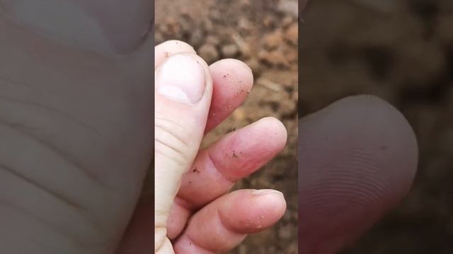 КРЕСТИК ПЕРИОДА КИЕВСКОЙ РУСИ #копателибеларуси #киевскаярусь #meninteres #беларусь2023 #кресты смотреть онлайн